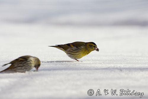 czyż, czyżyk Carduelis spinus