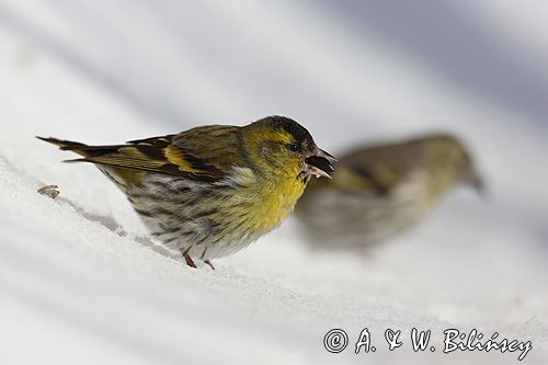 czyż, czyżyk Carduelis spinus