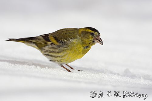 czyż, czyżyk Carduelis spinus