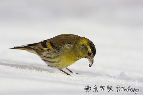 czyż, czyżyk Carduelis spinus