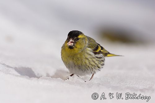 czyż, czyżyk Carduelis spinus