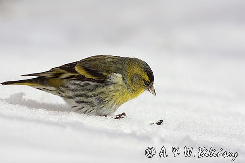 czyż, czyżyk Carduelis spinus