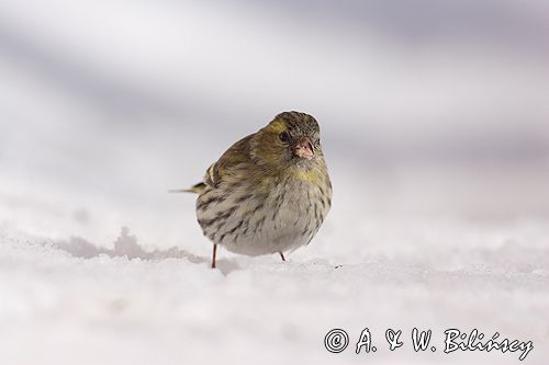 czyż, czyżyk Carduelis spinus