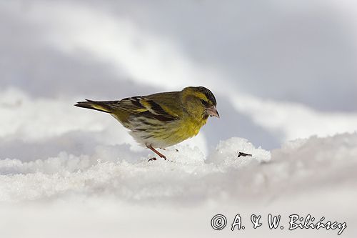 czyż, czyżyk Carduelis spinus