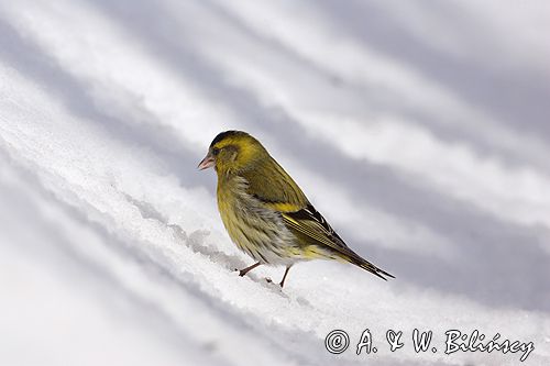 czyż, czyżyk Carduelis spinus