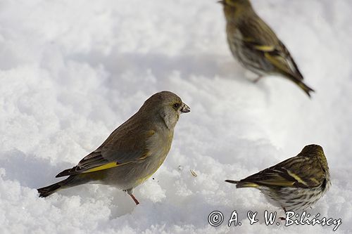 dzwoniec Carduelis chloris i czyże, czyżyki Carduelis spinus