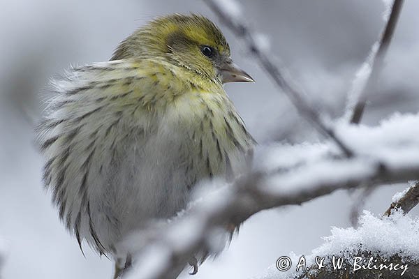 Czyż, czyżyk, Carduelis spinus, samiec