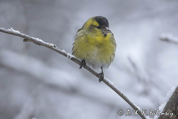 Czyż, czyżyk, Carduelis spinus, samiec