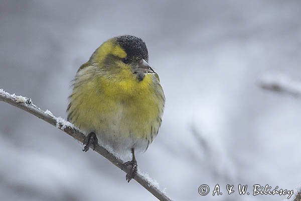 Czyż, czyżyk, Carduelis spinus, samiec