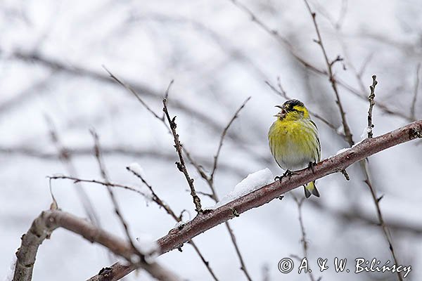 Czyż, czyżyk Carduelis spinus, samiec