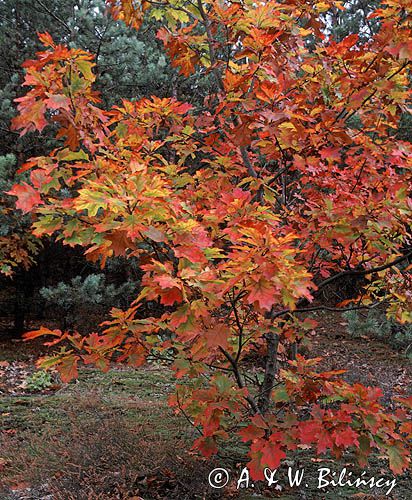 dąb czerwony, Quercus rubra, syn Quercus borealis, Puszcza Bydgoska