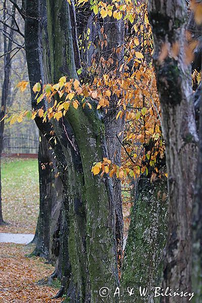 Dąbrówka Starzeńska, zespół parkowo pałacowy, aleja drzew