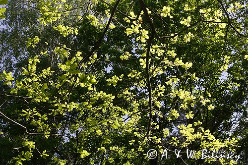 dąb szypułkowy Quercus robur liście rezerwat 'Bojarski Grąd' Nadbużański Park Krajobrazowy
