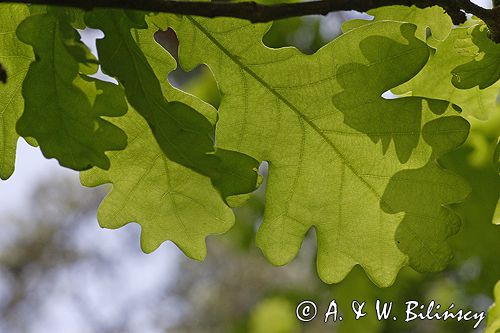 dąb szypułkowy Quercus robur liście rezerwat 'Bojarski Grąd' Nadbużański Park Krajobrazowy