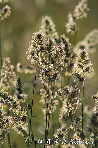 Kupkówka pospolita, Dactylis glomerata, rajgras niemiecki, trawa z rodziny wiechlinowatych, Bieszczady