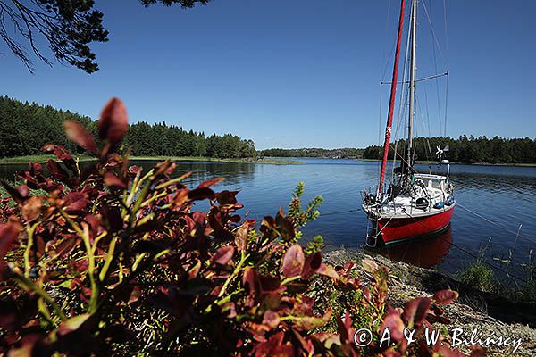 Dalslands Kanal, Safran przy półwyspie Valon, Szwecja