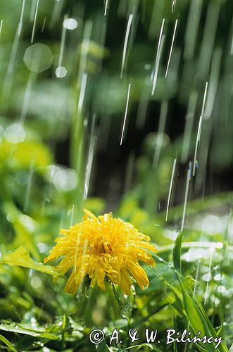 deszcz wiosna, mlecz, miszek lekarski Taraxacum officinale