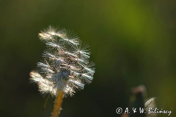 Taraxacum officinale, mniszek lekarski