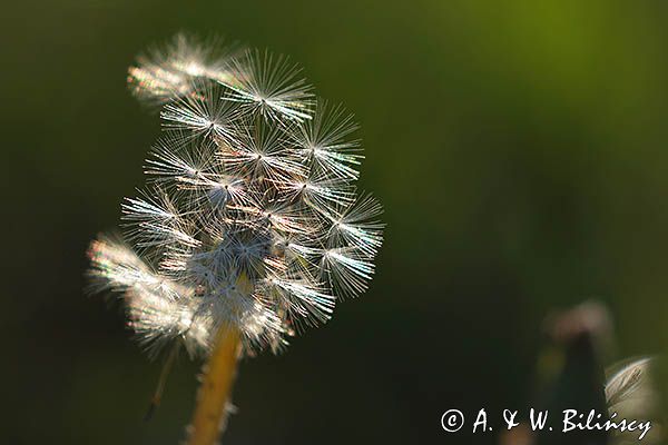 Taraxacum officinale, mniszek lekarski