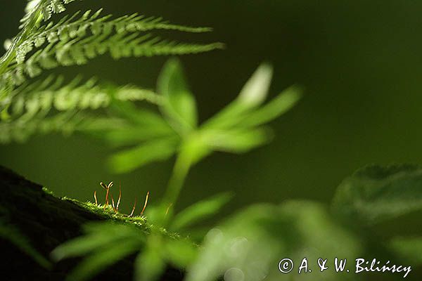 Płonnik pospolity, Polytrichum commune