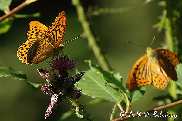 Dostojka malinowiec, perłowiec malinowiec, Argynnis paphia, samiec