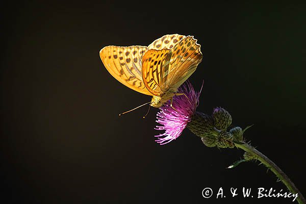 Dostojka malinowiec, perłowiec malinowiec, Argynnis paphia, samiec