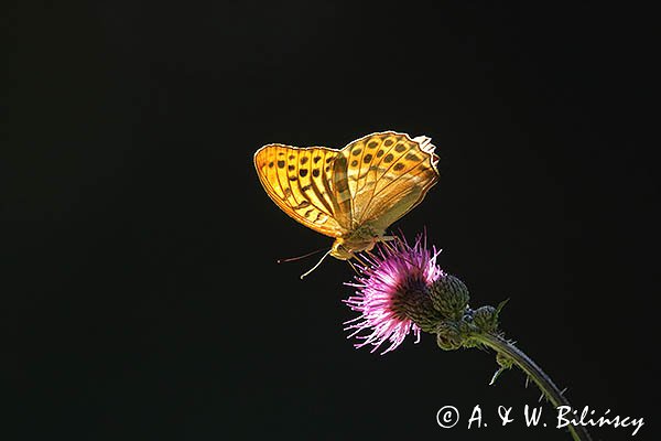 Dostojka malinowiec, perłowiec malinowiec, Argynnis paphia, samiec