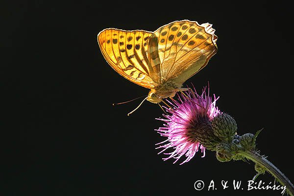 Dostojka malinowiec, perłowiec malinowiec, Argynnis paphia, samiec