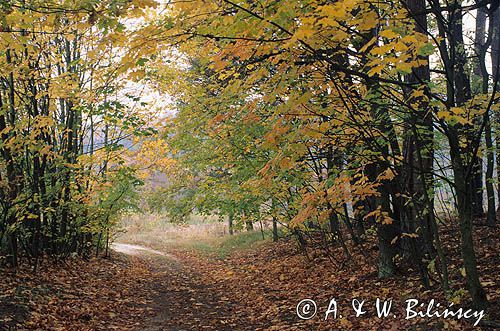 Drawski Park Krajobrazowy, jesienna droga