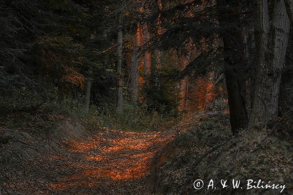 Jesień, liście na drodze, droga w ostatnich promieniach słońca o zachodzie, Bieszczady