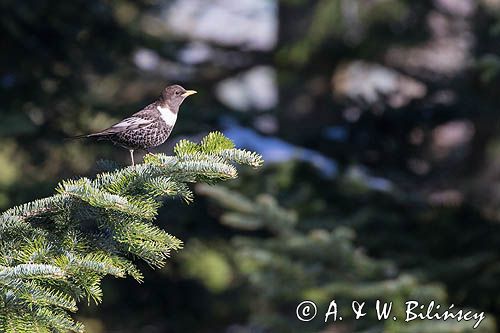 Drozd obrożny, Turdus torquatus, samiec