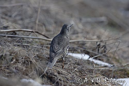 drozd śpiewak Turdus philomelos = Turdus ericetorum