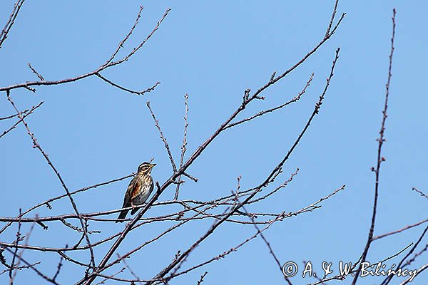 Droździk, drozd rdzawoboczny, Turdus iliacus