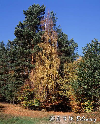 Park Krajobrazowy Wysoczyzny Elbląskiej