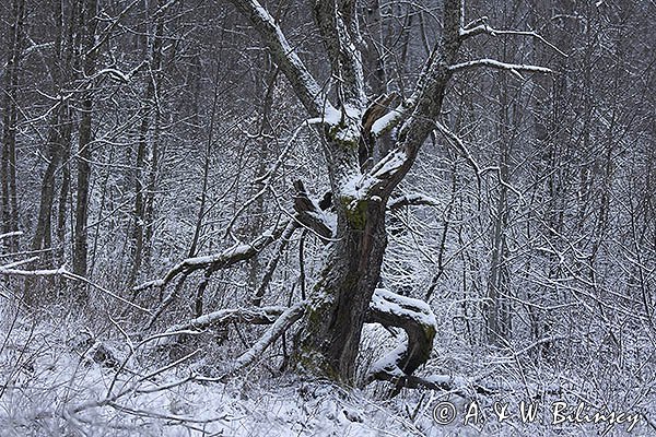 Zimowa grafika, drzewo, las