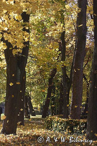 Duszniki Zdrój, Park Zdrojowy