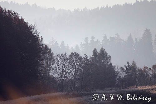 Widok z Łysej Góry koło Dydni, Pogórze Dynowskie