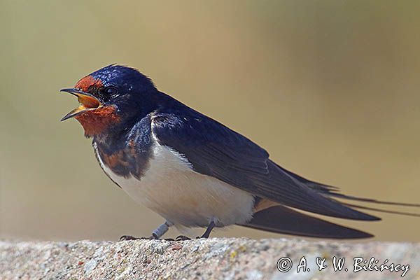 jaskółka dymówka, Hirundo rustica, śpiewający samiec