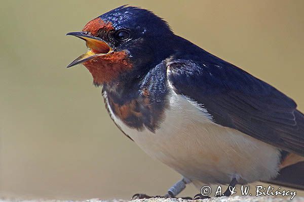 jaskółka dymówka, Hirundo rustica, śpiewający samiec