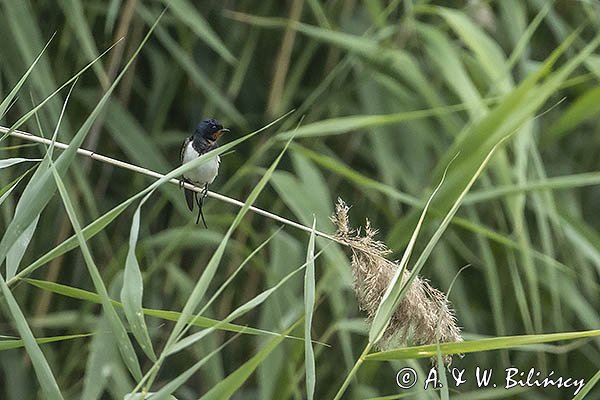 Jaskółka dymówka, Hirundo rustica