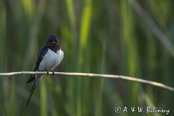 Jaskółka dymówka, Hirundo rustica