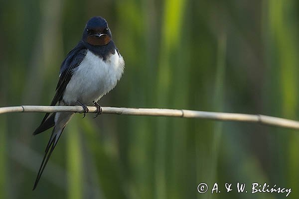 Jaskółka dymówka, Hirundo rustica