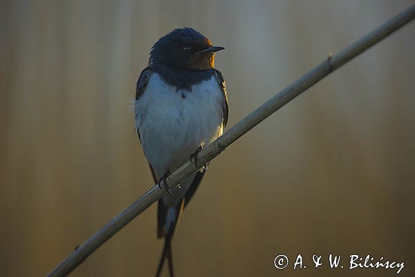 Jaskółka dymówka, Hirundo rustica