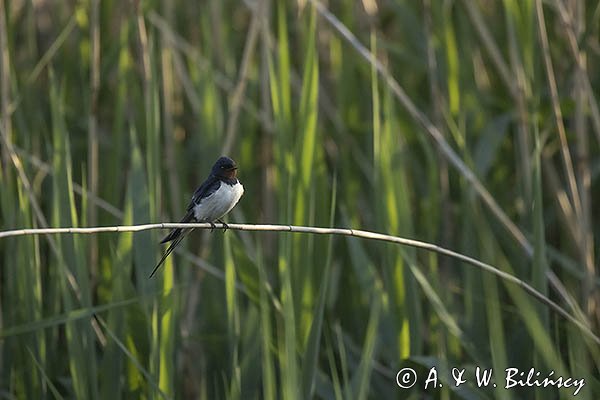 Jaskółka dymówka, Hirundo rustica