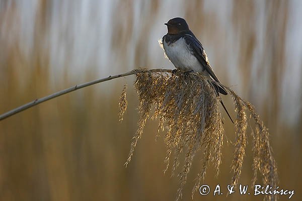 Jaskółka dymówka, Hirundo rustica