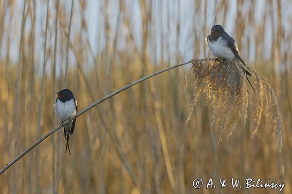 Jaskółka dymówka, Hirundo rustica