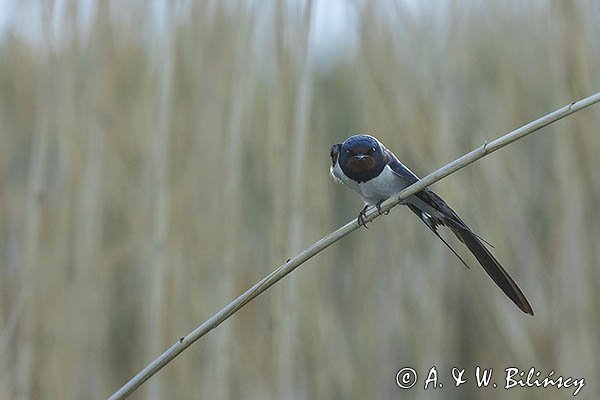 Jaskółka dymówka, Hirundo rustica