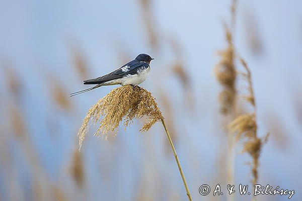 Jaskółka dymówka, Hirundo rustica