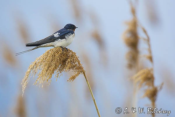 Jaskółka dymówka, Hirundo rustica