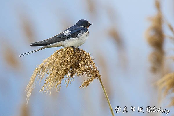 Jaskółka dymówka, Hirundo rustica